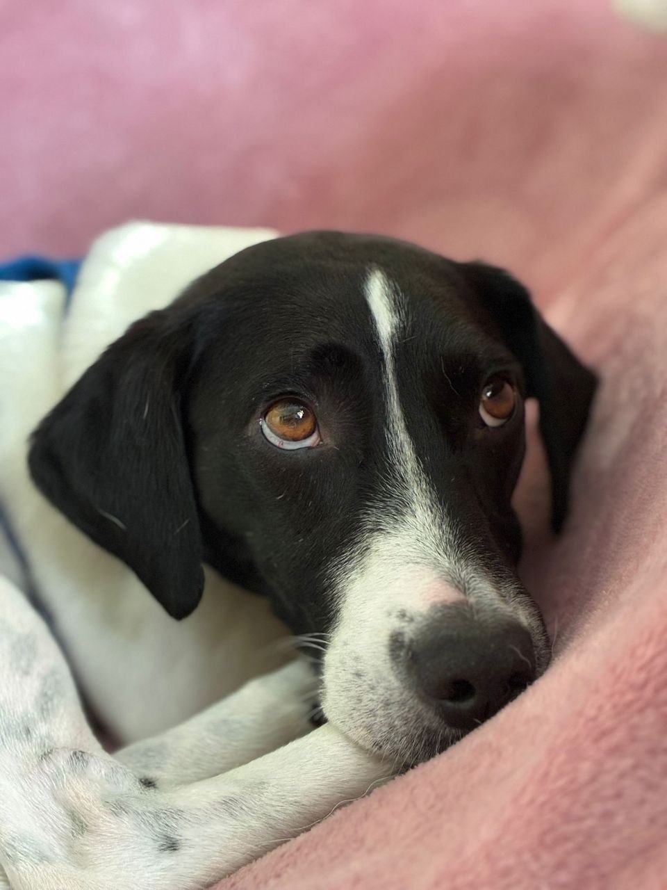 Retrato de un perro blanco y negro tumbado en una manta rosa