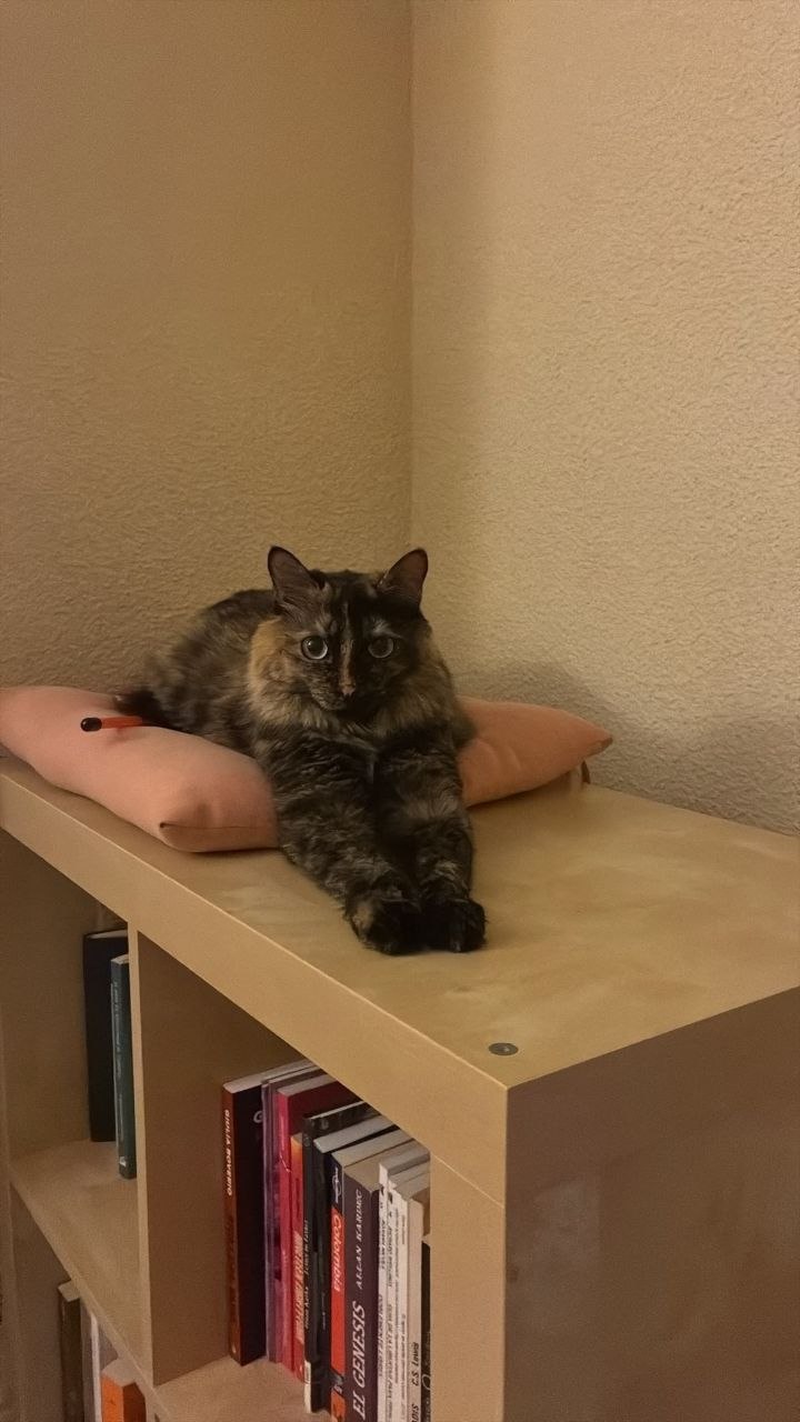Gata carey descansando sobre un cojín en una estantería
