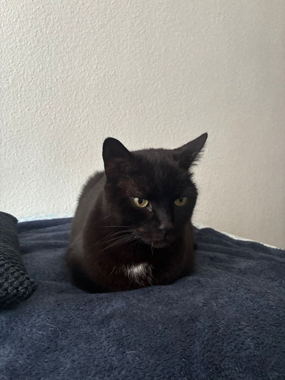 Gato negro de ojos verdes tumbado sobre una manta azul