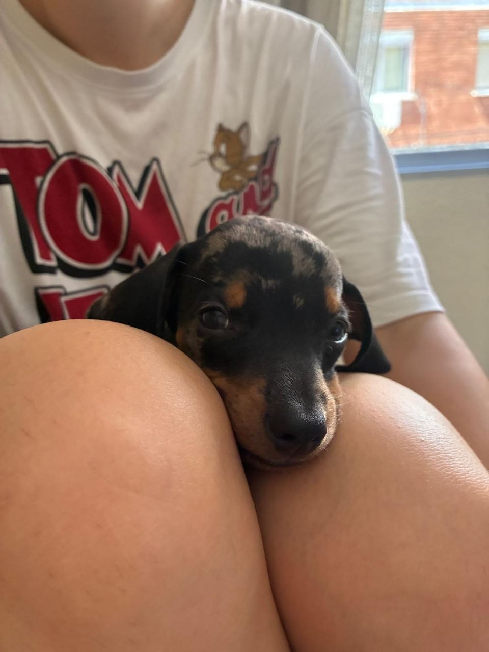 Cachorro de teckel descansando la cabeza sobre las rodillas de su cuidadora