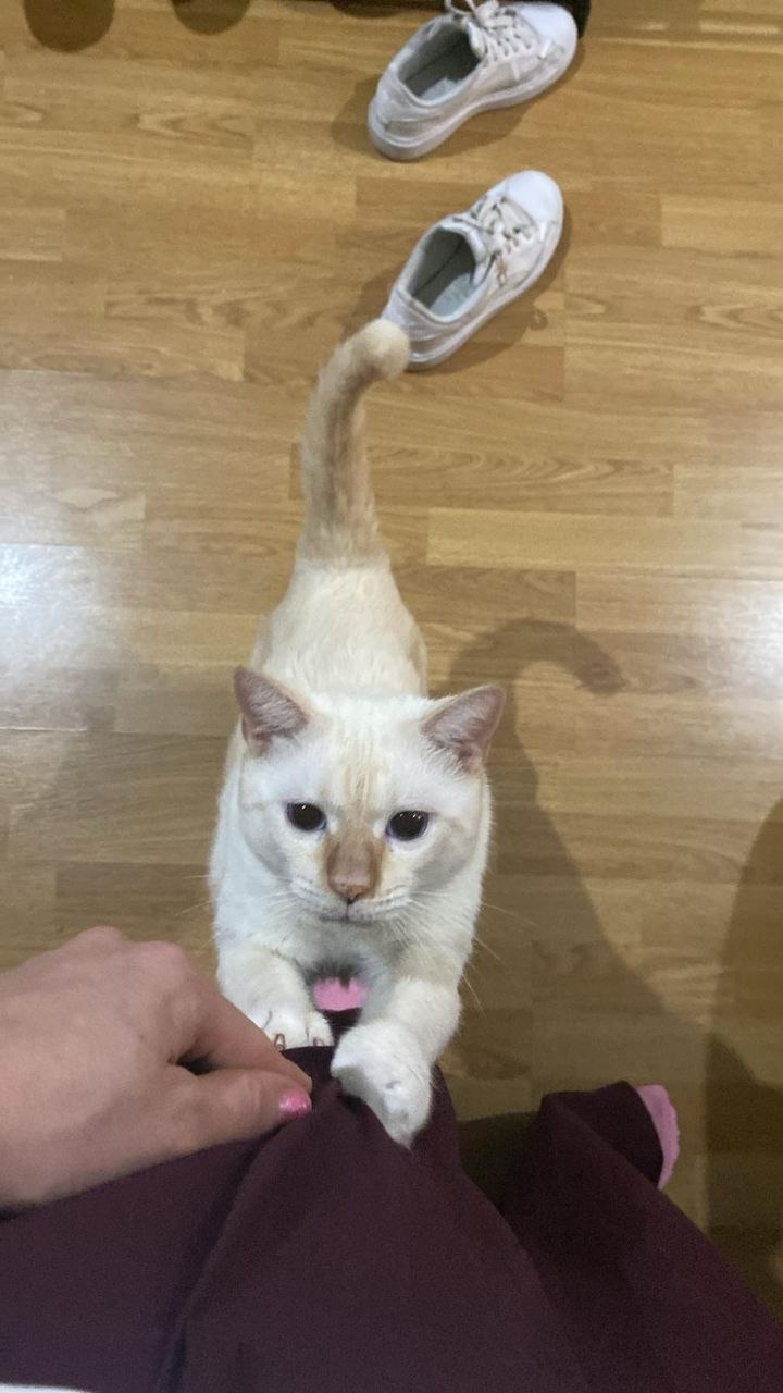 Gato blanco jugando junto a los pies de su cuidadora