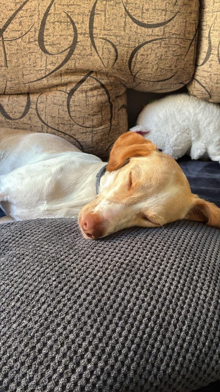 Perro claro durmiendo en el sofá sobre un cojín gris