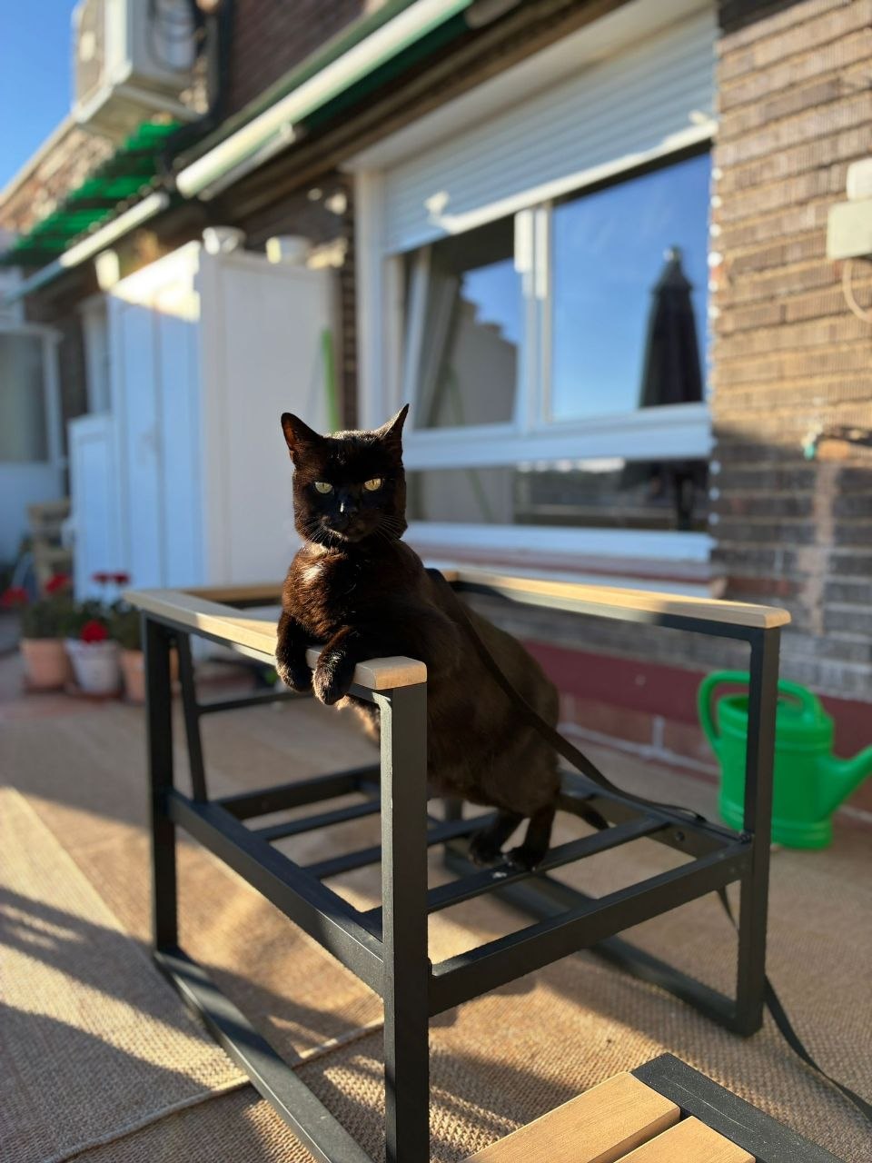 Gato negro tomando el sol en la terraza sobre un banco de madera