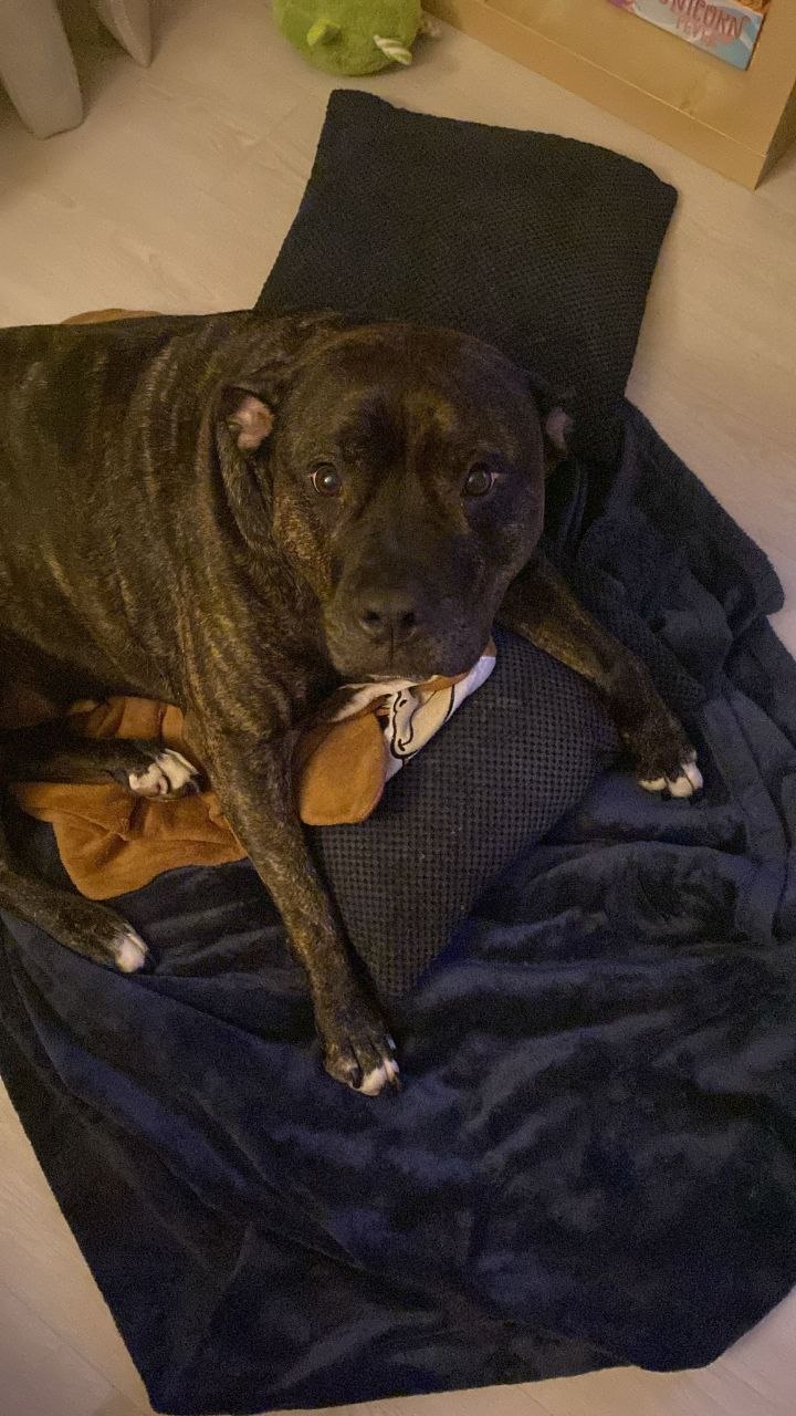 Perro atigrado tumbado en su cama con su peluche