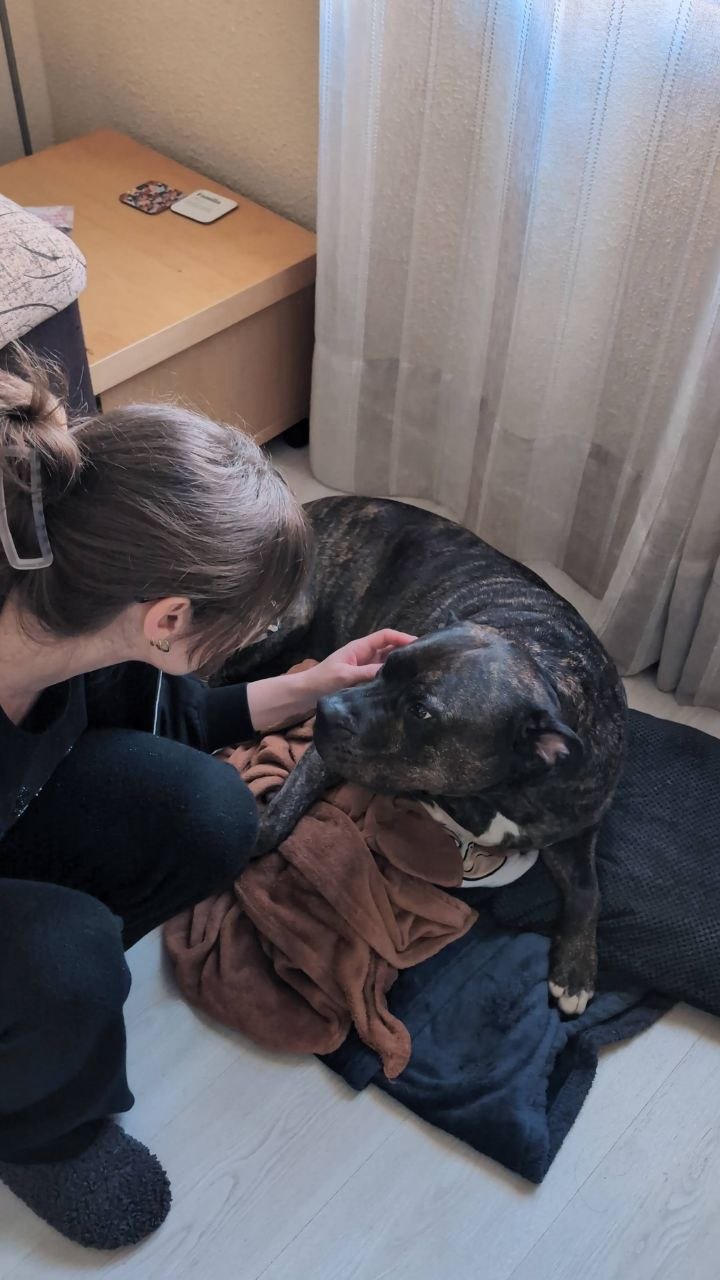 Chiara acariciando a un perro atigrado tumbado en su manta