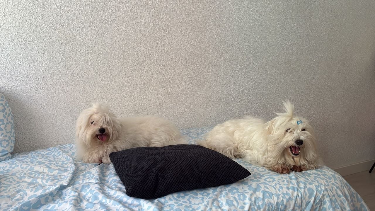 Dos perritos blancos descansando felices sobre la cama durante su guardería de día