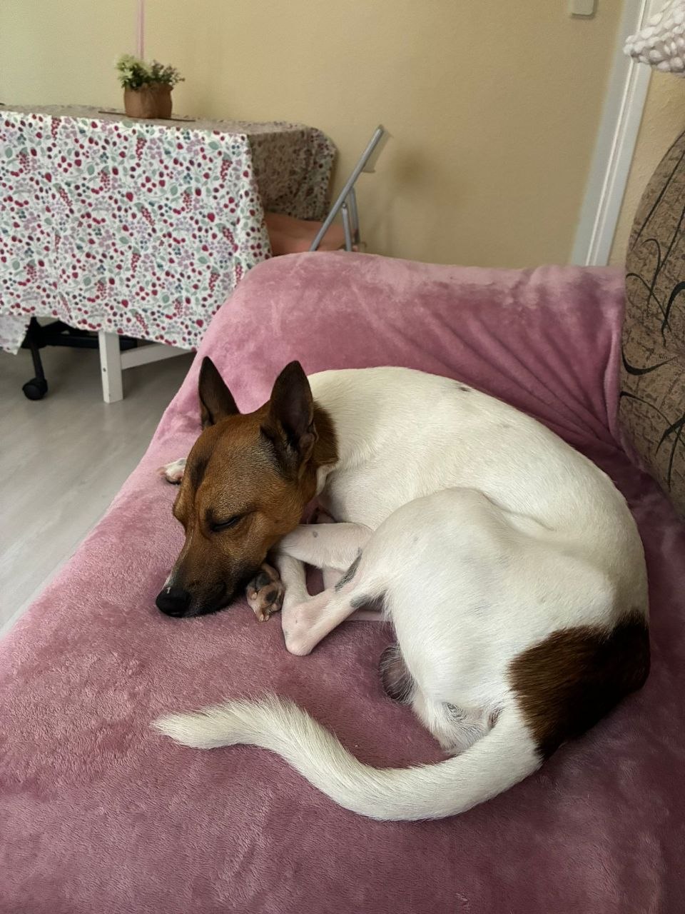 Perro marrón y blanco dormido hecho un ovillo en una manta rosa