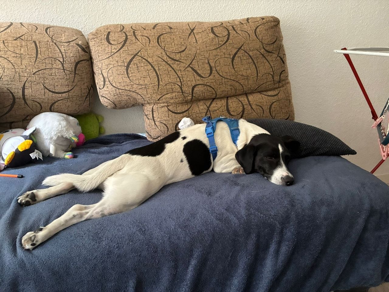 Perro blanco y negro descansando en el sofá sobre una manta azul