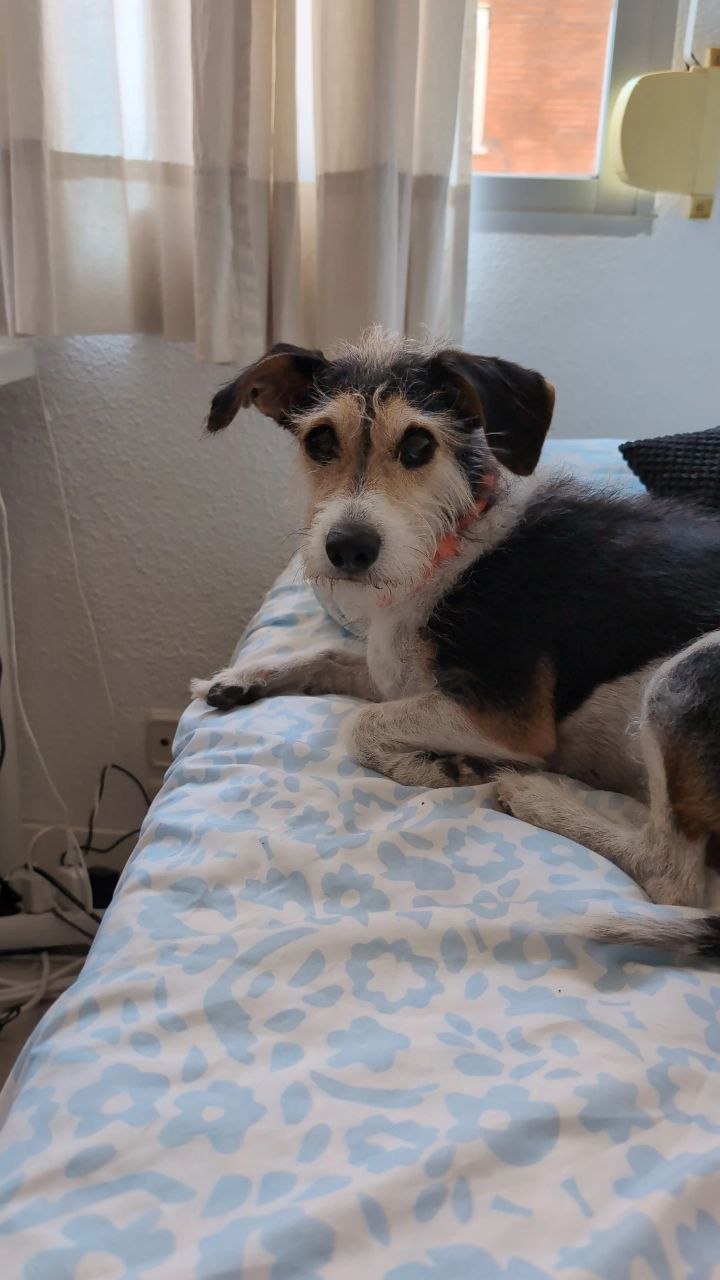 Perrita de pelo duro descansando tranquila sobre la cama en casa de las cuidadoras